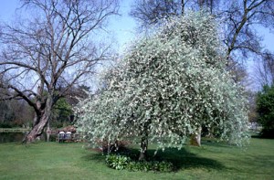 Weeping silver pear tree